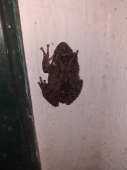 Scinax acuminatus