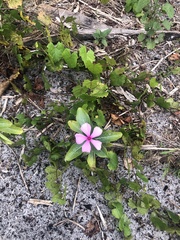 Catharanthus roseus image