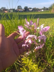 Cleome houtteana