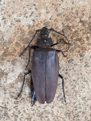 Ctenoscelis coeus