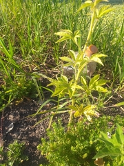 Cleome houtteana