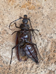 Ctenoscelis coeus