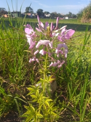 Cleome houtteana