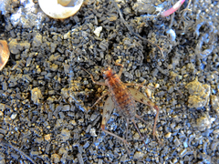 Gryllomorpha longicauda