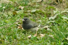 Junco hyemalis