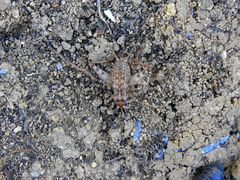 Gryllomorpha longicauda