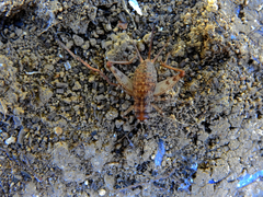 Gryllomorpha longicauda