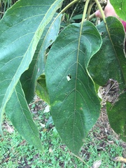 Verbesina arborea