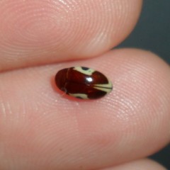 Chelonarium ornatum