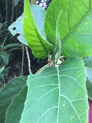 Verbesina arborea