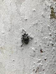 Cypherotylus adrianae