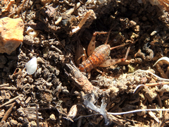 Gryllomorpha longicauda