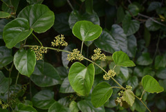 Cissus hastata