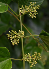 Cissus hastata