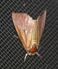 Rusicada combinans