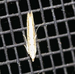 Proselotis ischnoptila