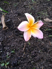 Plumeria