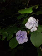 Brunfelsia australis