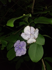 Brunfelsia australis