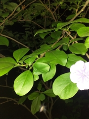 Brunfelsia australis