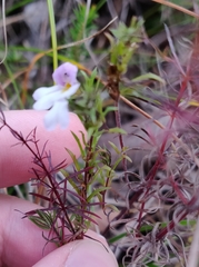 Euphrasia tricuspidata