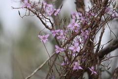 Thysanotus manglesianus