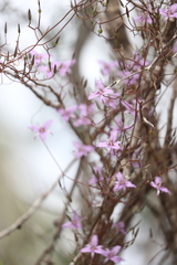 Thysanotus manglesianus