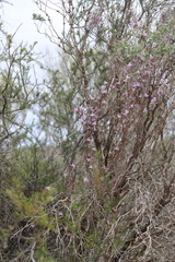 Thysanotus manglesianus