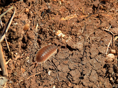 Porcellio hoffmannseggii