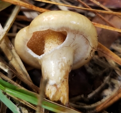 Suillus cothurnatus