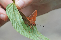 Dyscophellus porcius