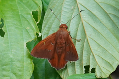 Dyscophellus porcius