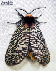 Graphelysia strigillata