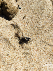 Sphenophorus costipennis