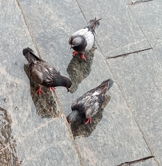 Columba livia domestica