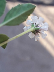 Phyla nodiflora nodiflora