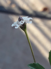 Phyla nodiflora nodiflora