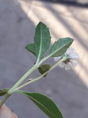 Phyla nodiflora nodiflora