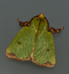 Parasa mossica