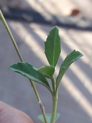 Phyla nodiflora nodiflora