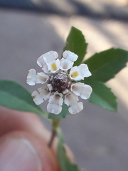 Phyla nodiflora nodiflora