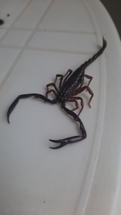 Chactas vanbenedenii