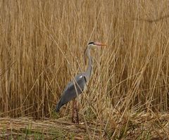 Ardea cinerea