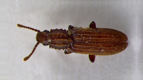 Merchant Grain Beetle photo 3