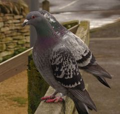 Columba livia domestica