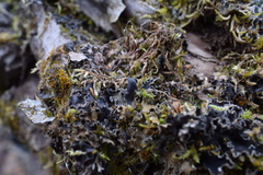 Peltigera neckeri