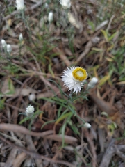 Chrysocephalum baxteri