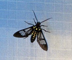 Cosmosoma xanthosticta