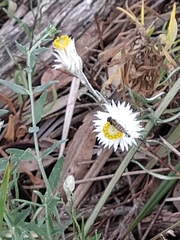 Chrysocephalum baxteri