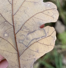Stigmella nigriverticella